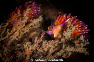 There might be more than one purple nudibranchs in your a... by Antonio Venturelli 